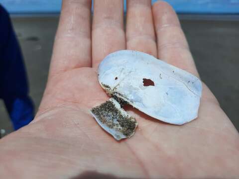 Image of Atlantic razor clam