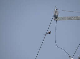 Image of Fork-tailed Flycatcher