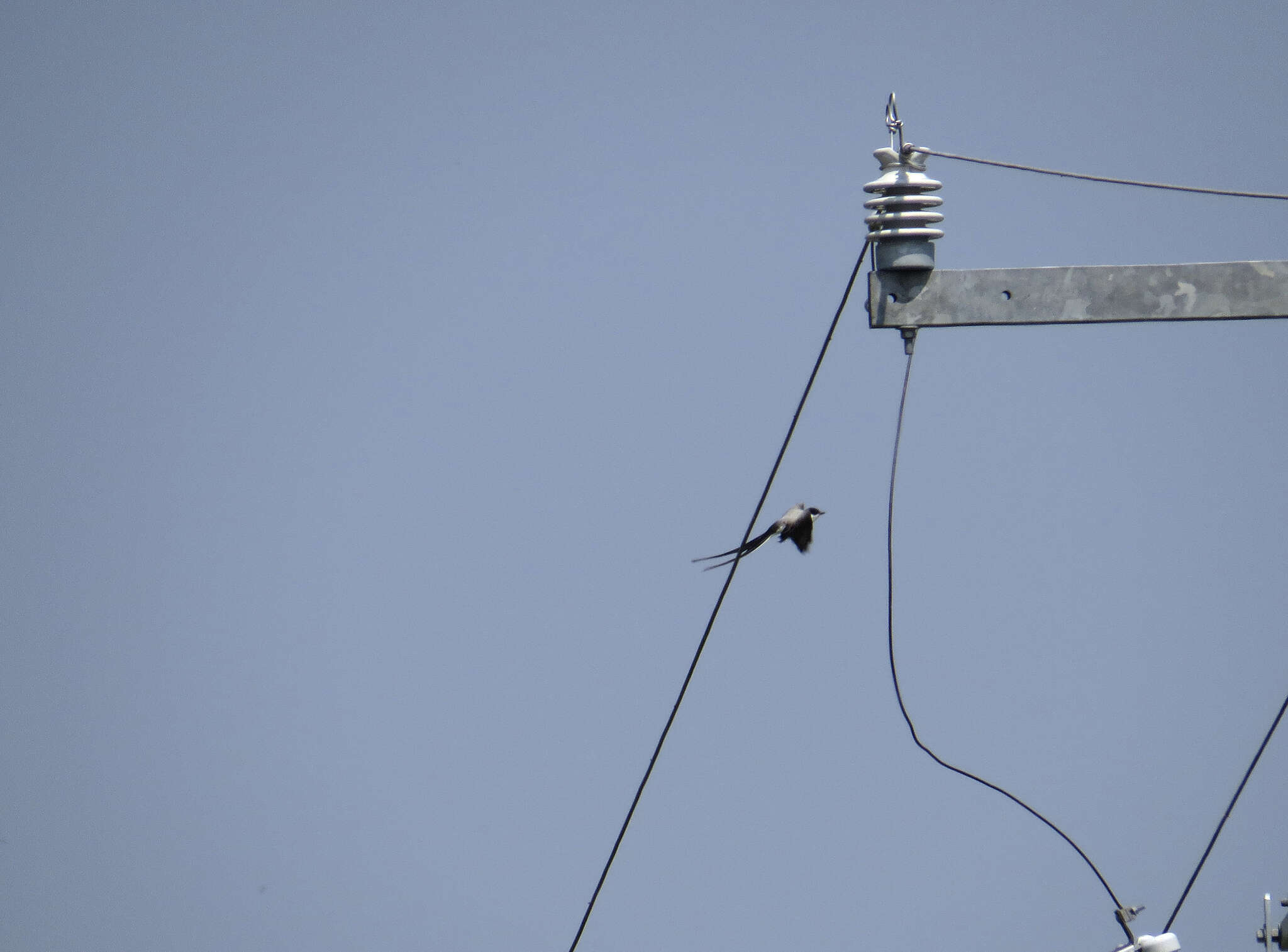 Image of Fork-tailed Flycatcher