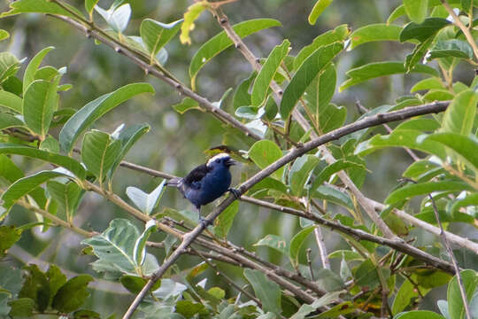 Image of Opal-rumped Tanager
