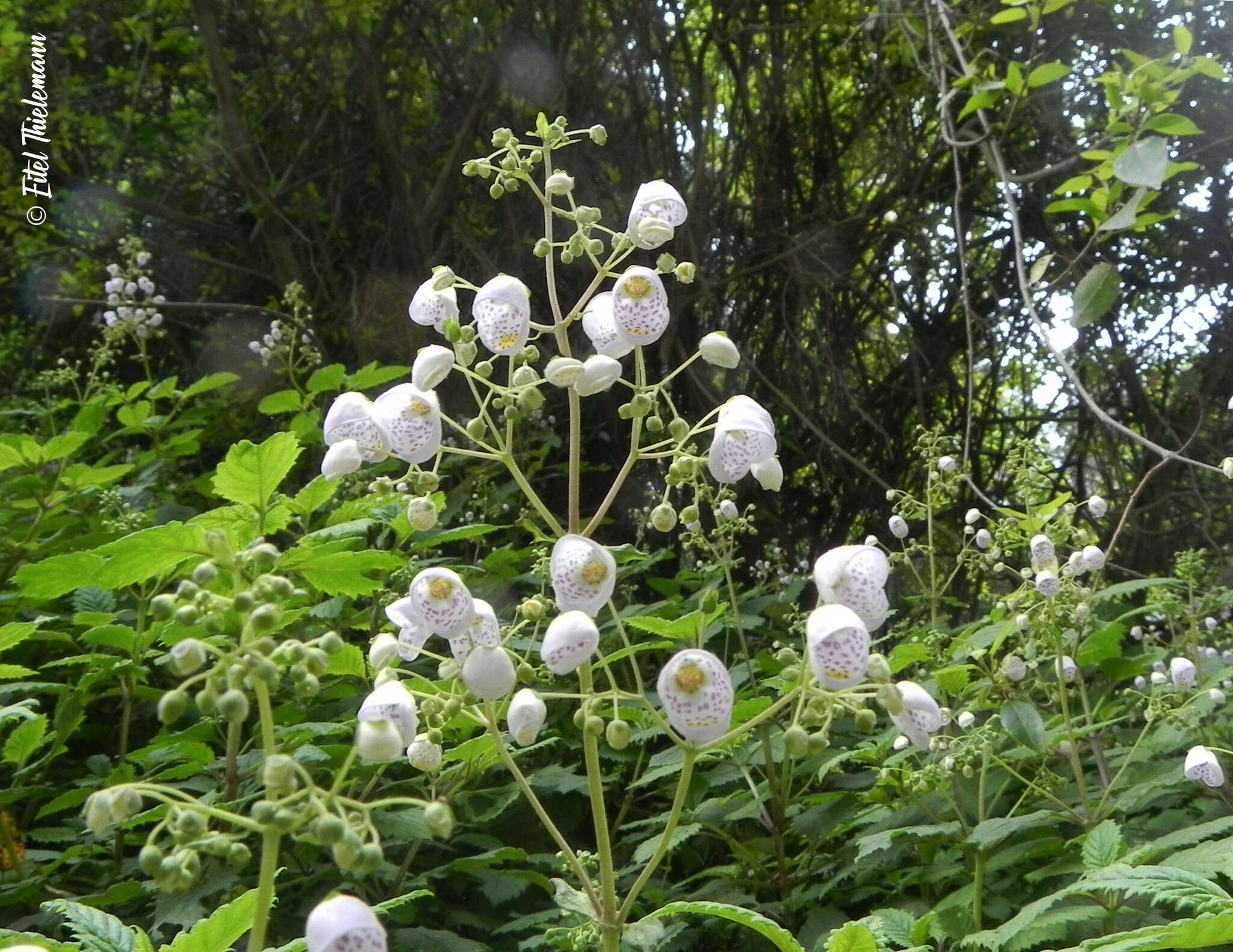 Image of Jovellana punctata Ruiz & Pav.