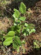 Слика од Baptisia simplicifolia Croom