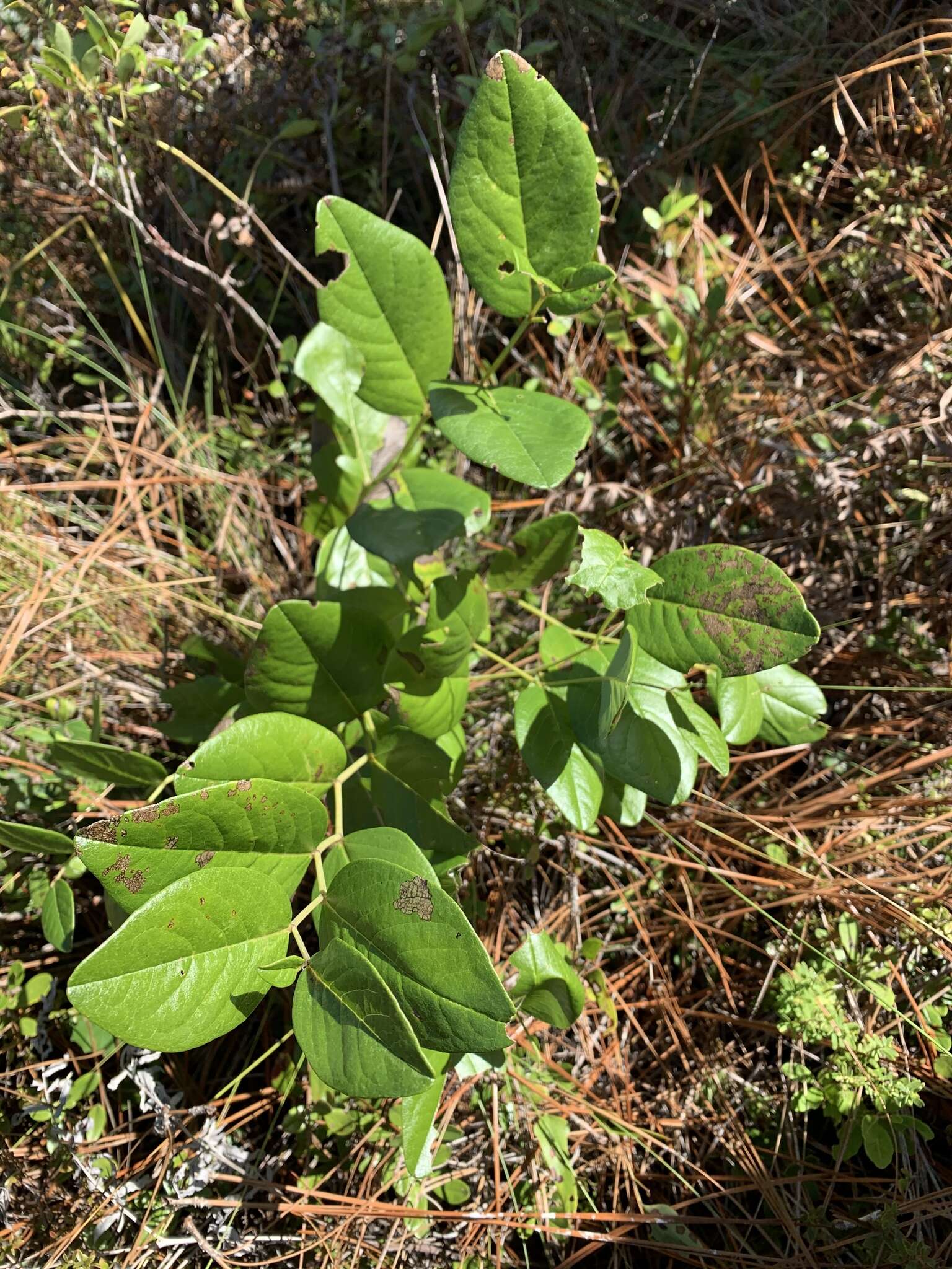 Слика од Baptisia simplicifolia Croom