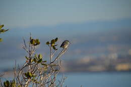 Image of Coastal California gnatcatcher