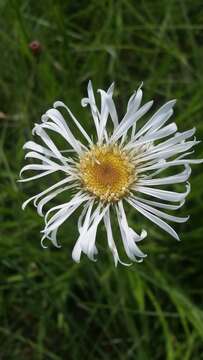 Image of Prickly Grass-Leaf-Aster