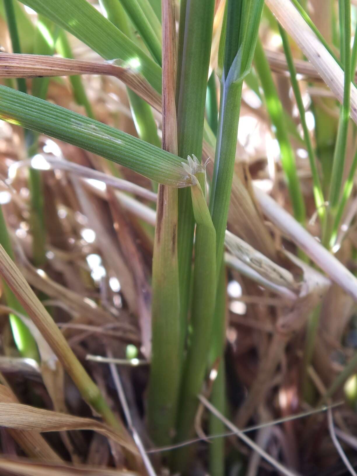 Sivun Lachnagrostis pilosa subsp. pilosa kuva