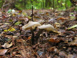 Image de Helvella macropus (Pers.) P. Karst. 1871