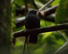 Image of Bluish-slate Antshrike