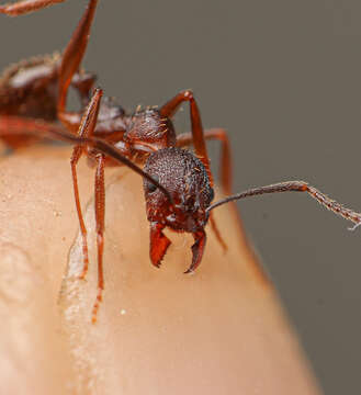 Image of Aphaenogaster texana Wheeler 1915