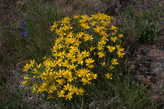 Image of stemless mock goldenweed