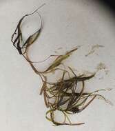 Image of Blunt-leaved Pondweed