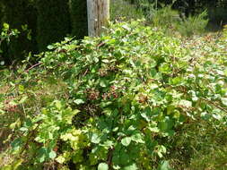 Image of Himalayan berry