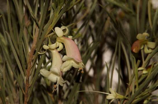 صورة Eremophila oppositifolia subsp. oppositifolia