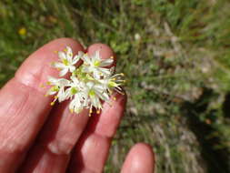 Image of western false asphodel