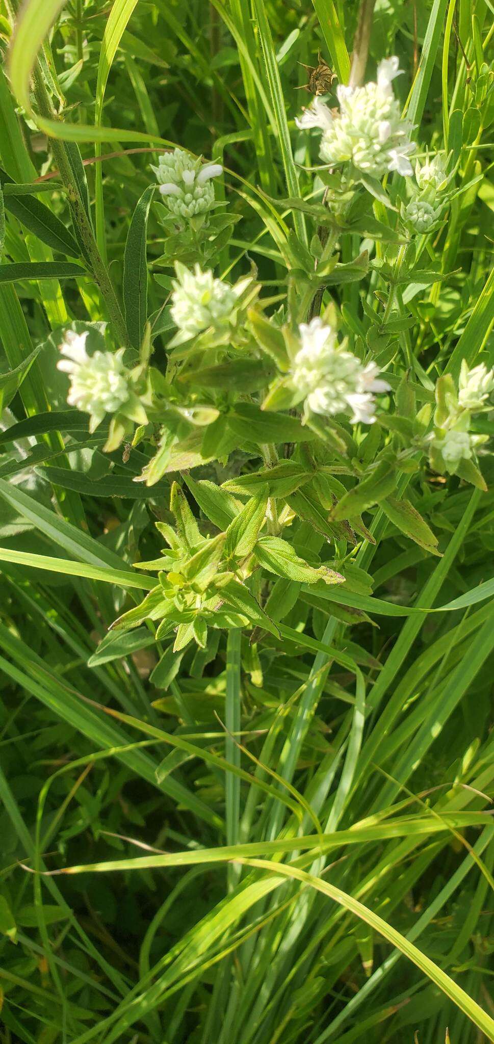 Image of whorled mountainmint