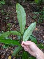 Image of Cryptocarya obovata R. Br.