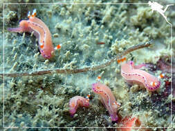 Image of Thorunna australis (Risbec 1928)