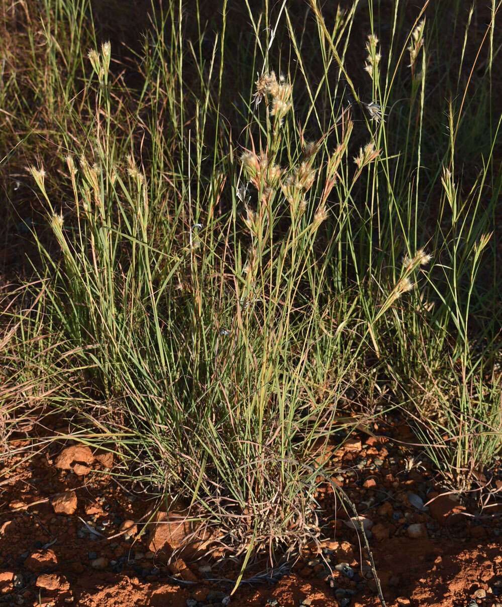 Plancia ëd Cymbopogon bombycinus (R. Br.) Domin