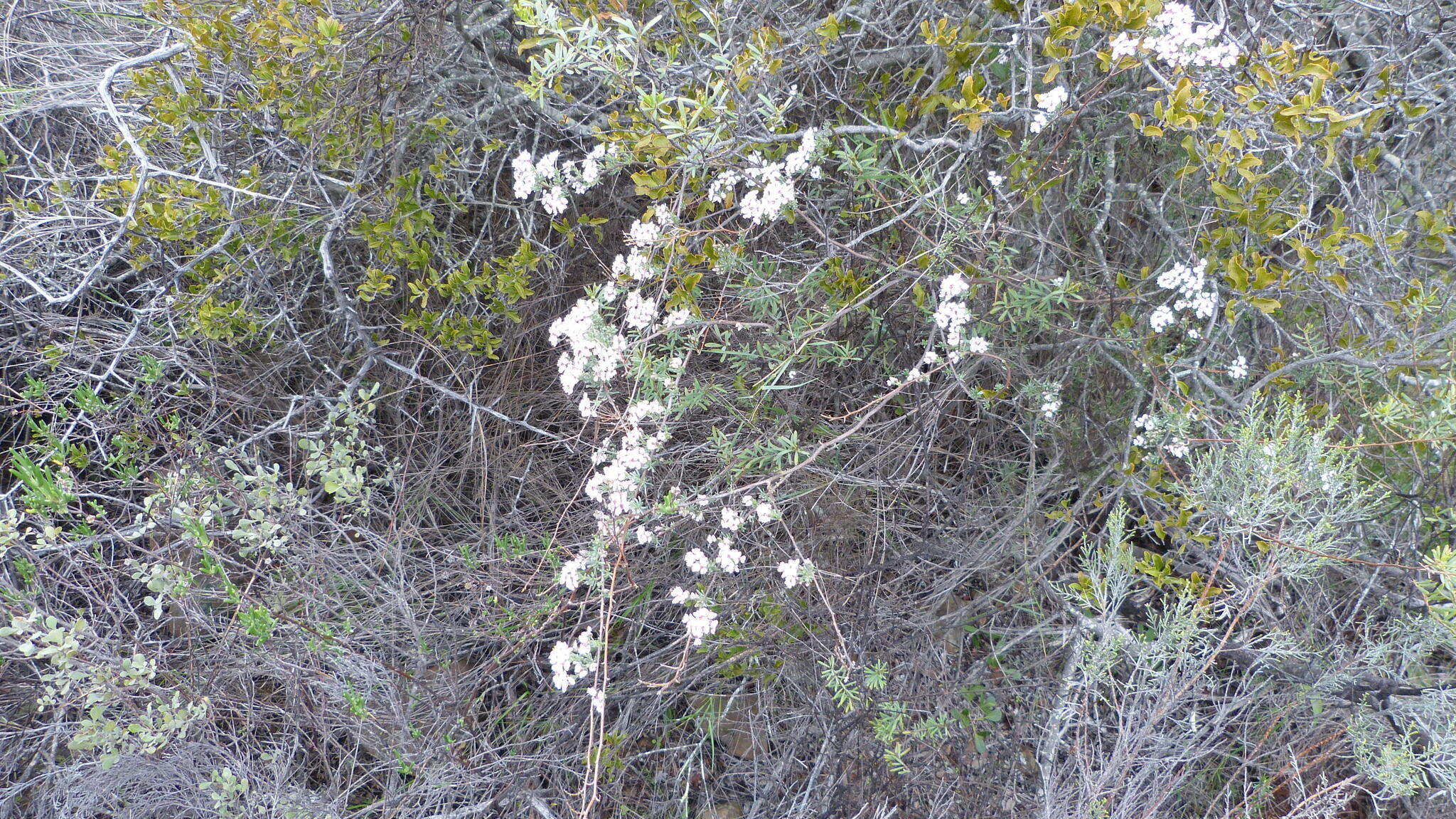 Image of Eriocephalus africanus var. paniculatus (Cass.) M. A. N. Müll.