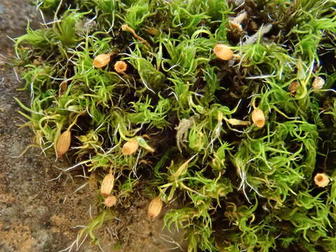 Plancia ëd Grimmia trichophylla Greville 1824