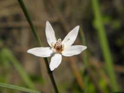 Image of Florida milkweed