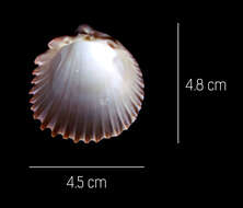 Image of Trachycardium procerum (G. B. Sowerby I 1833)