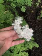 Image of Willamette false rue anemone