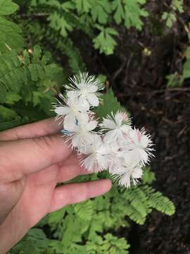 Image of Willamette false rue anemone