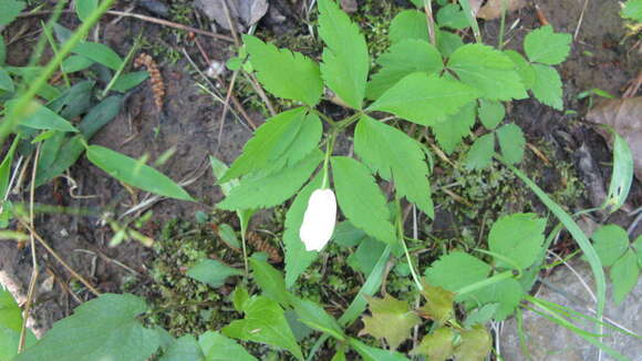 Image of lanceleaf anemone