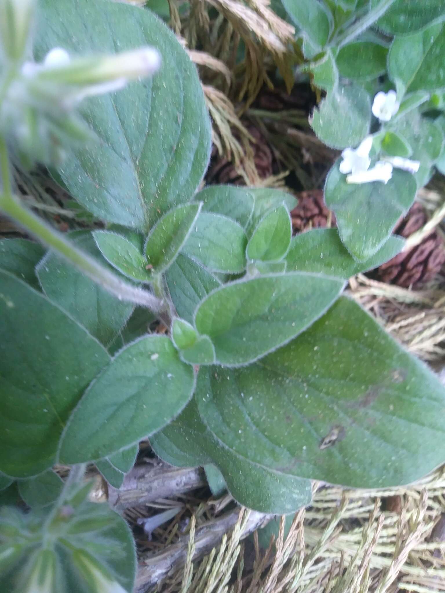 Plancia ëd Draperia systyla (A. Gray) Torr.