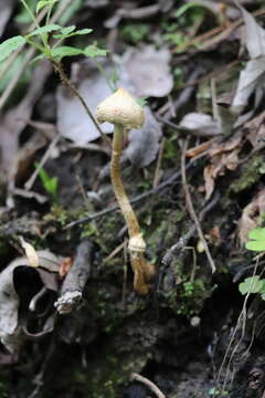 Image de Leratiomyces magnivelaris (Peck) Bridge & Spooner 2008