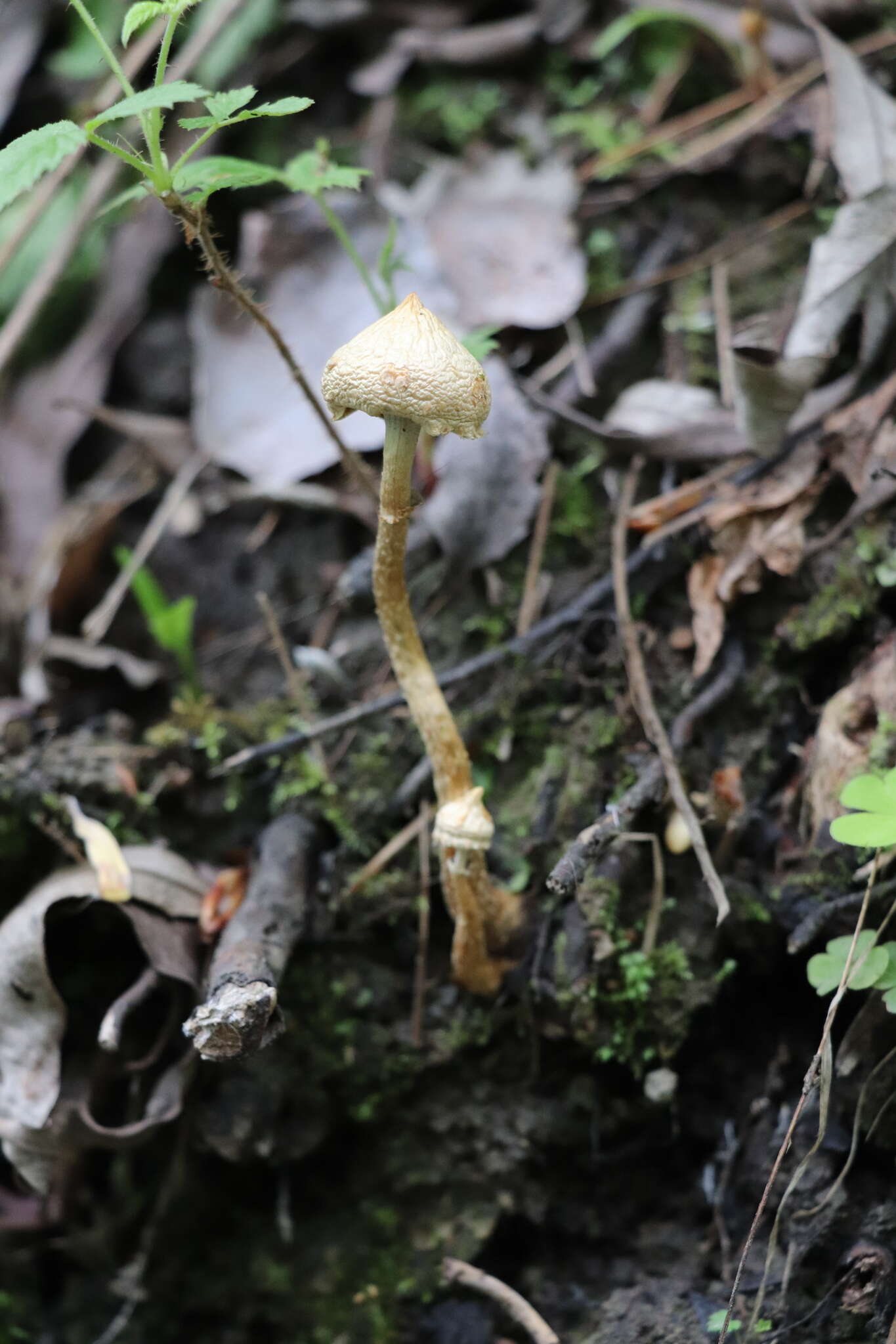 Слика од Leratiomyces magnivelaris (Peck) Bridge & Spooner 2008