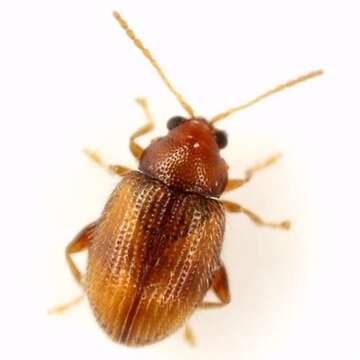 Image of Leaf beetle