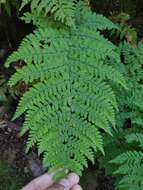 Image de Dryopteris guanchica Gibby & Jermy