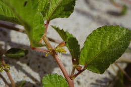 Imagem de Corchorus aestuans L.