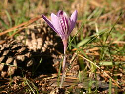 Image of Corsican crocus