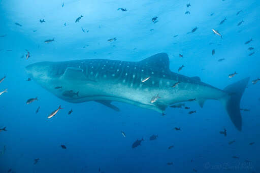 Image of whale sharks