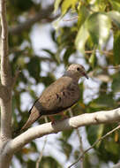 Image of Columbina passerina pallescens (Baird & SF 1860)