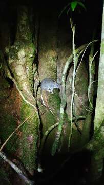 Image of Giant White-tailed Rat