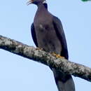 Image de Patagioenas fasciata crissalis (Salvadori 1893)