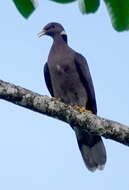 Image de Patagioenas fasciata crissalis (Salvadori 1893)