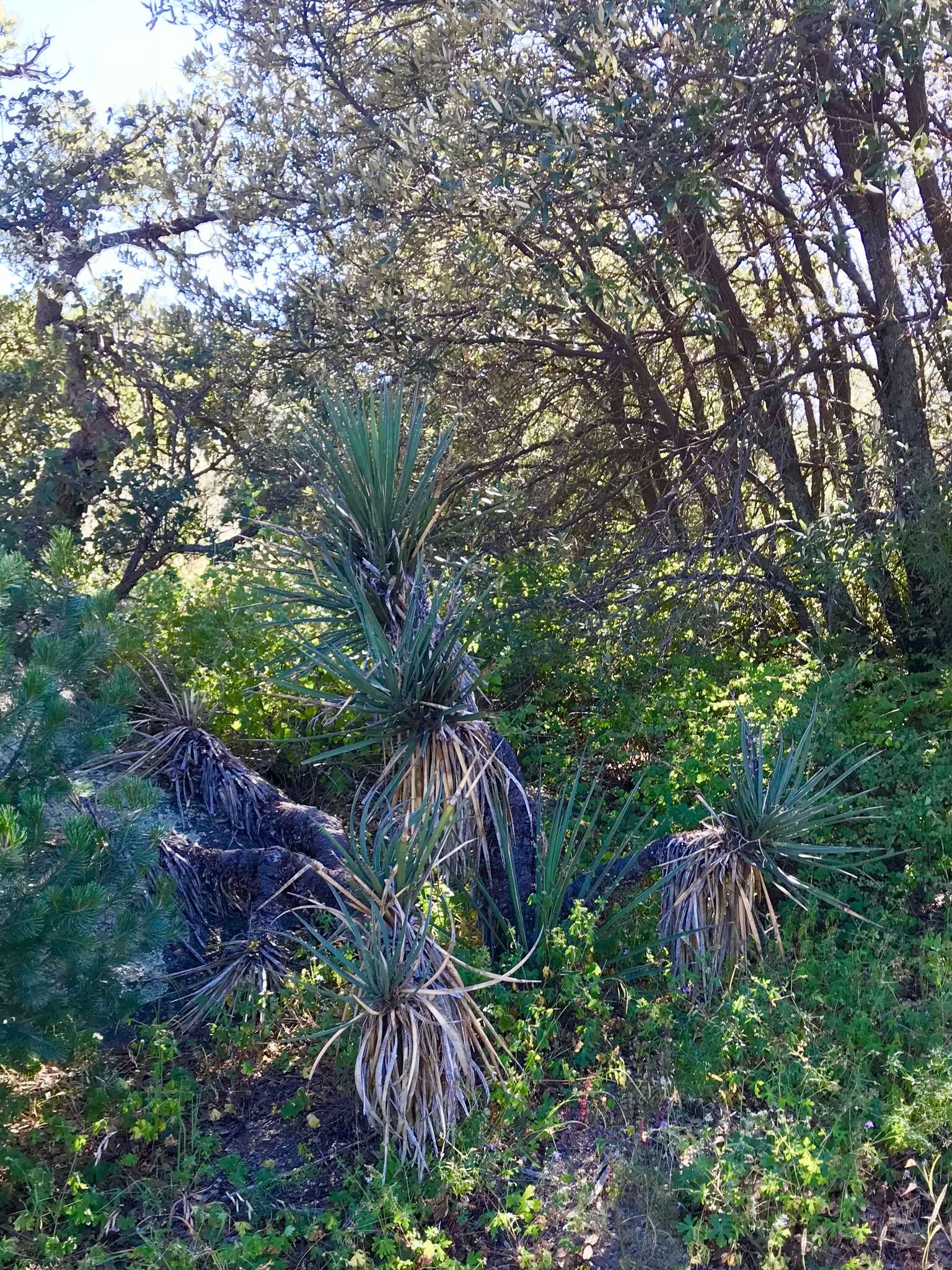 Image of Yucca baccata var. brevifolia L. D. Benson & Darrow