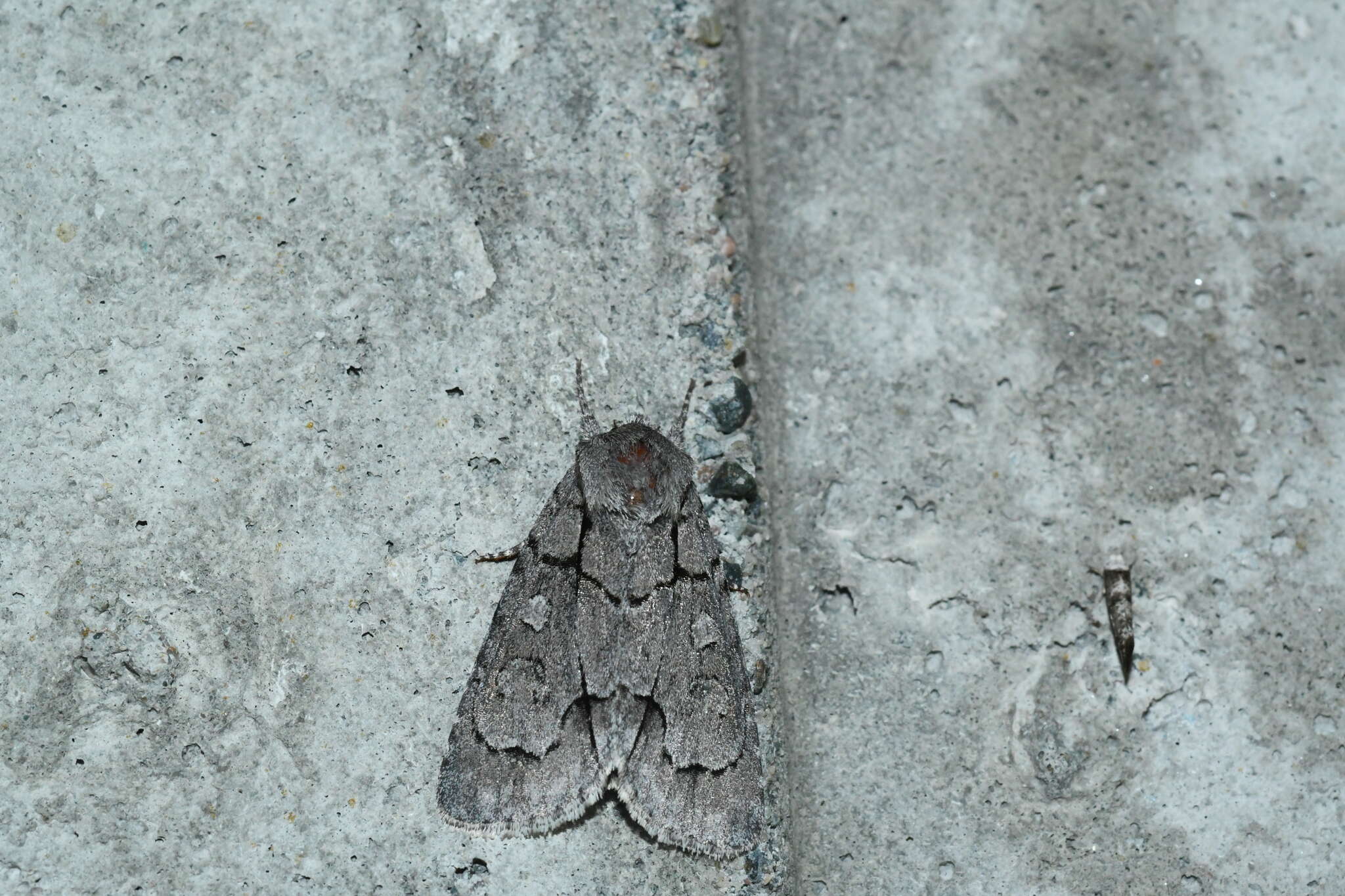 Image of Radcliffe's Dagger-moth