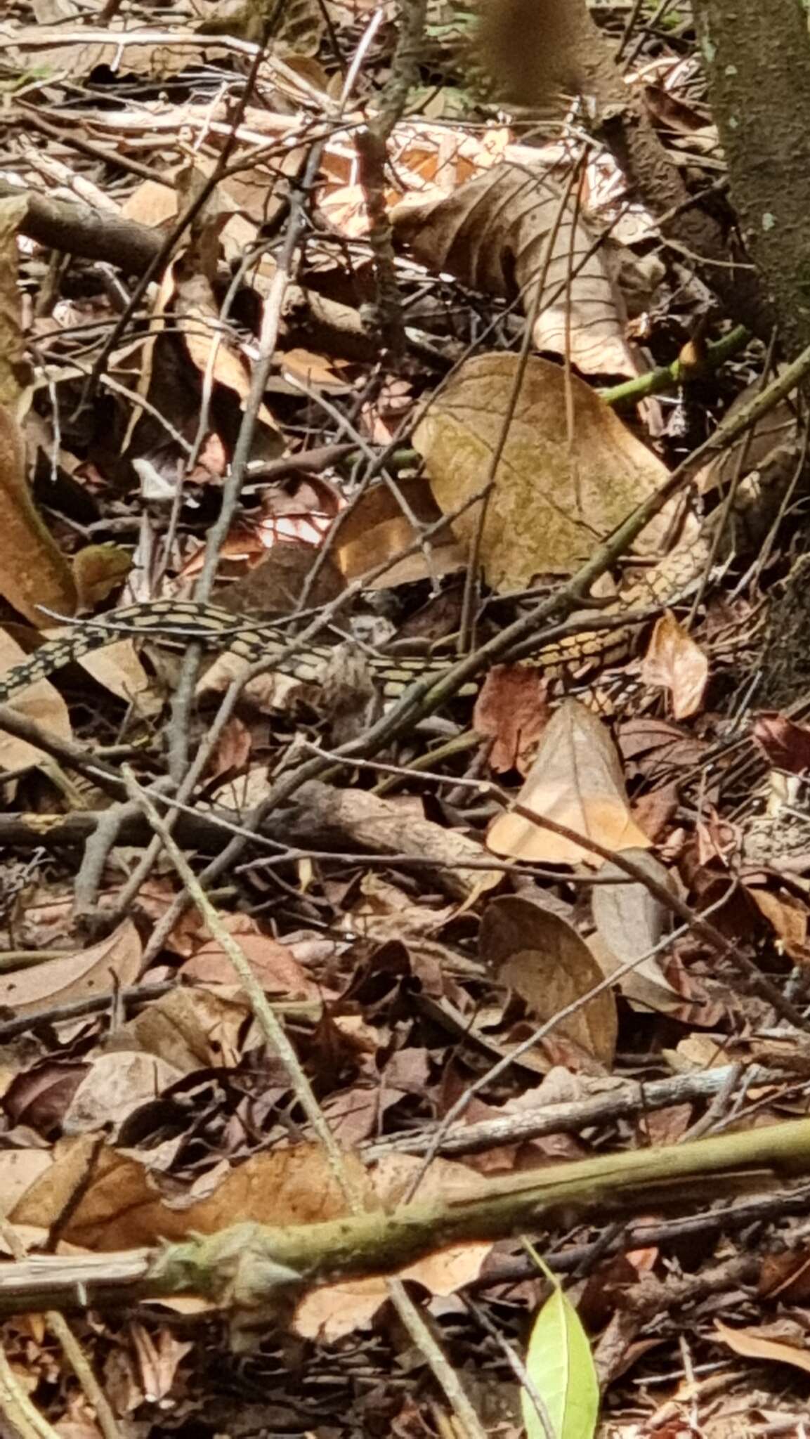 Image of Keeled Rat Snake