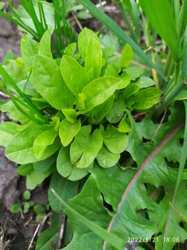 Image of spinach