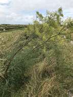 Image of hog's-fennel