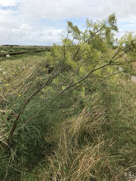 Peucedanum officinale L. resmi