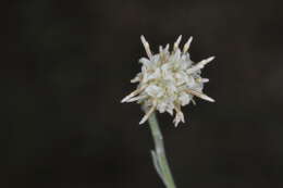 Image of Pseudobaccharis tenella (Hook. & Arn.) Cabrera