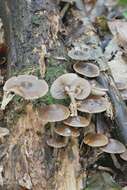 Agrocybe firma (Peck) Singer 1940 resmi