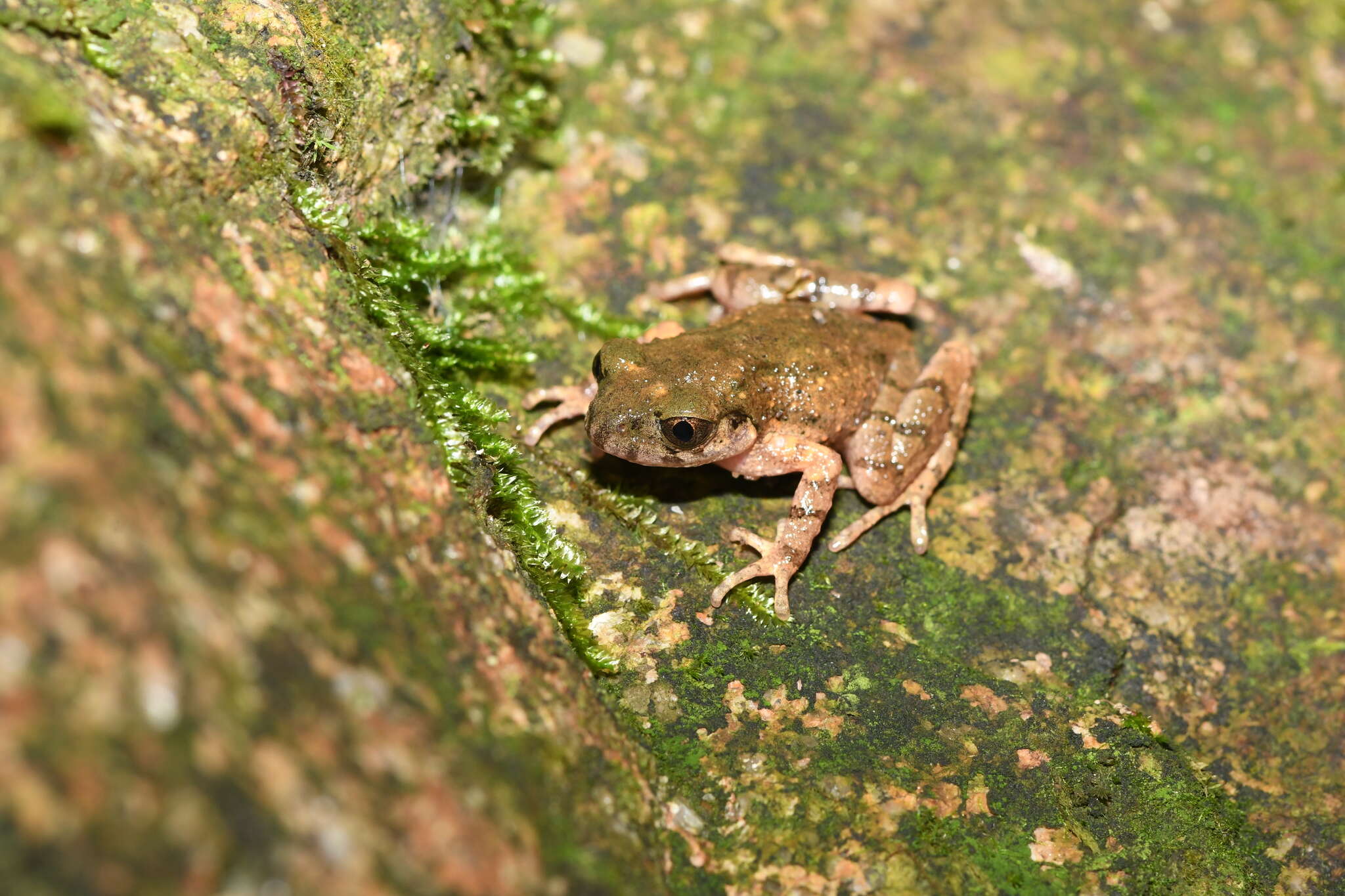 Image of Leptobrachella laui (Sung, Yang & Wang 2014)